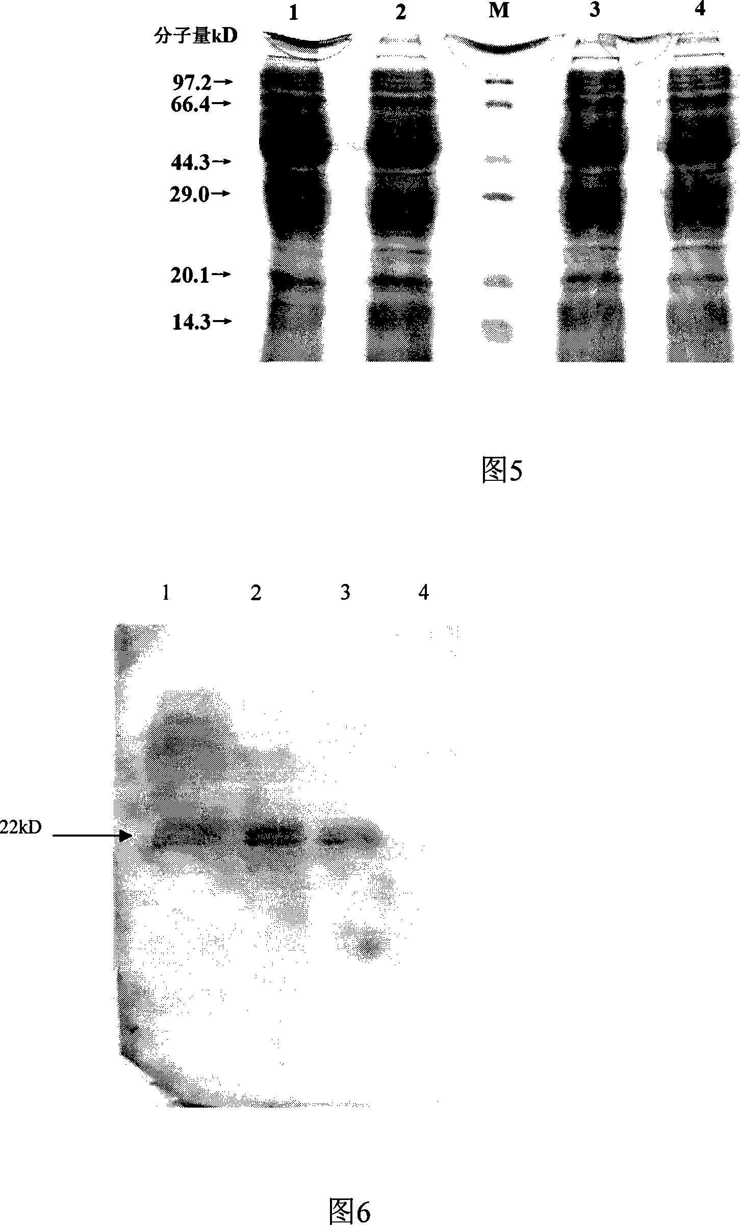 Human source Fab antibody for anti recombined alkalescent fibroblast growth factor and application