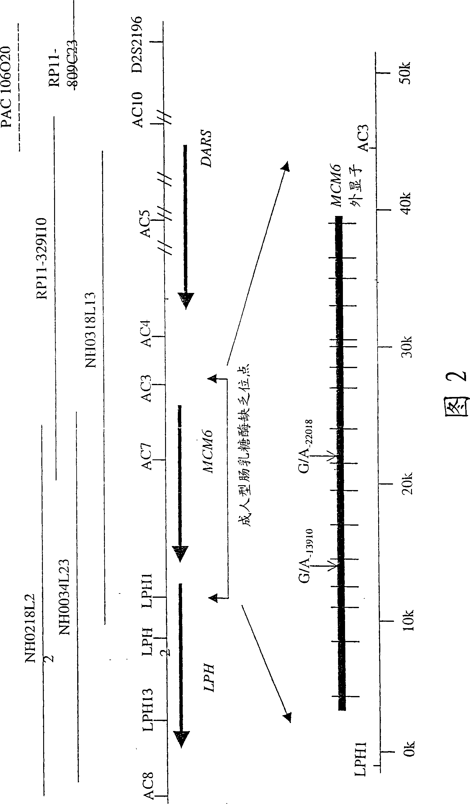 Identification of DNA variant associated with adult type hypolactasia