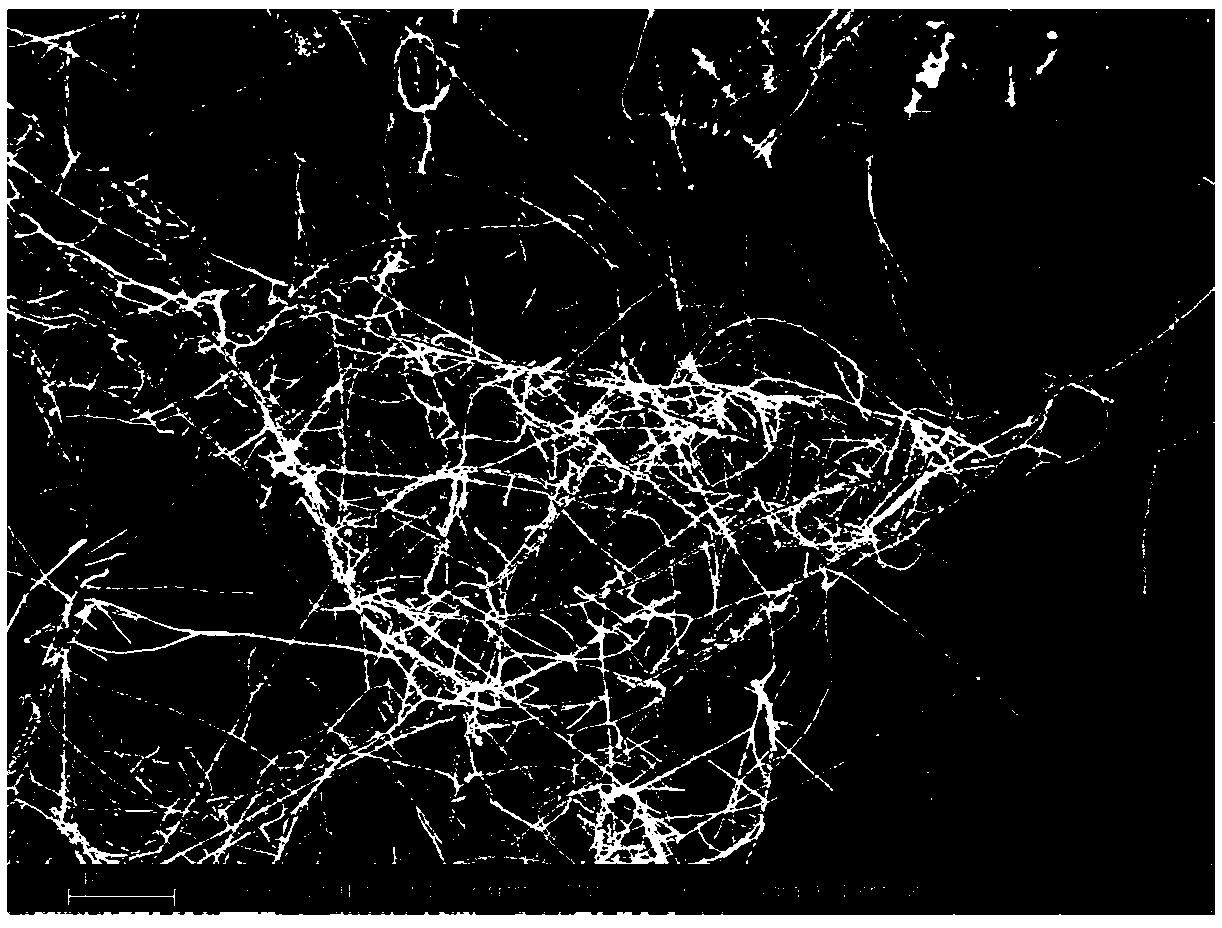 Preparation method of nanosilver composite carbon nanotubes