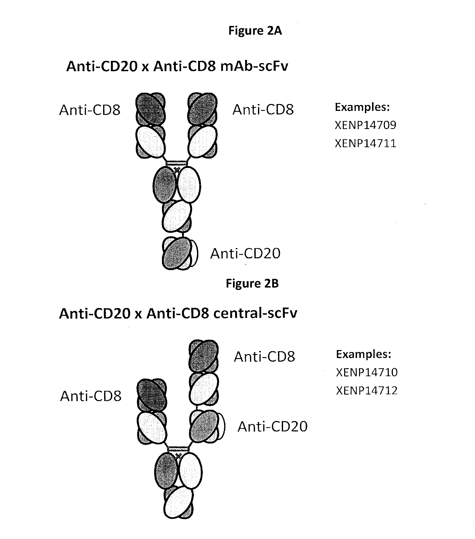 Heterodimeric antibodies including binding to cd8
