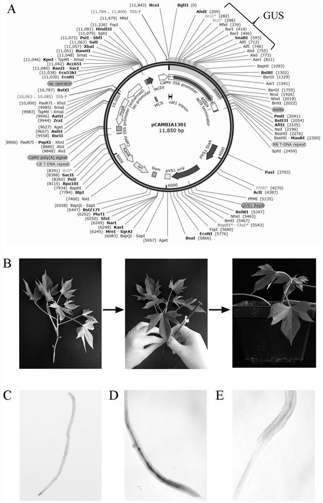 Method for rapidly realizing sweet potato transgenosis