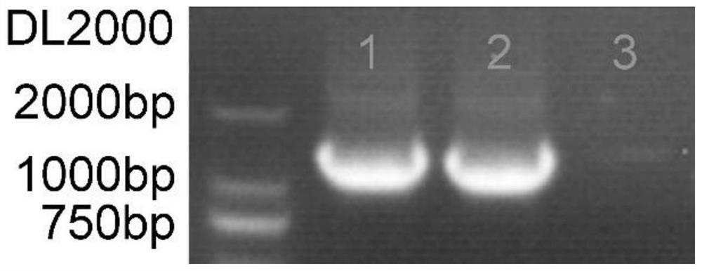 Method for rapidly realizing sweet potato transgenosis