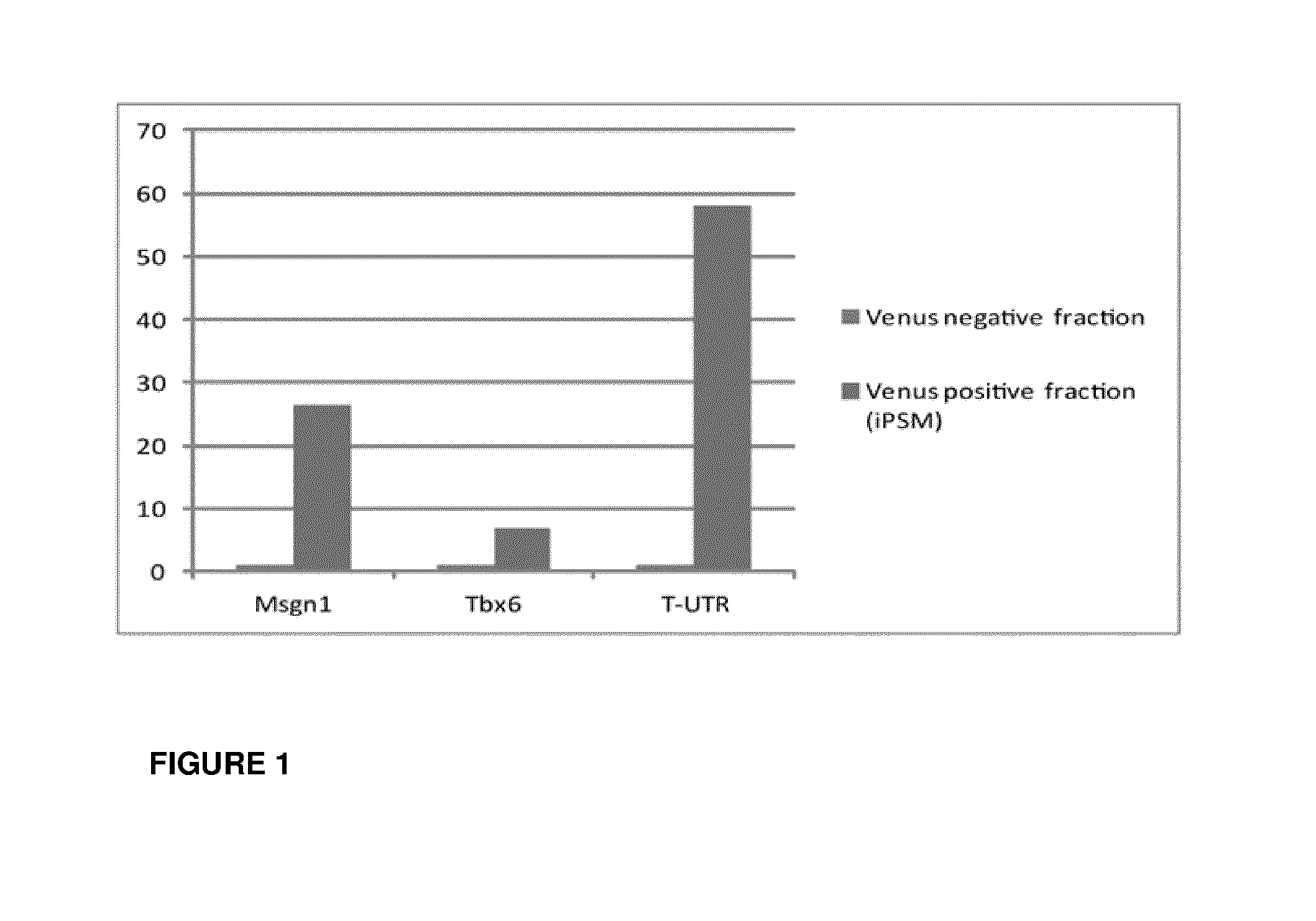 Induced presomitic mesoderm (IPSM) cells and their use