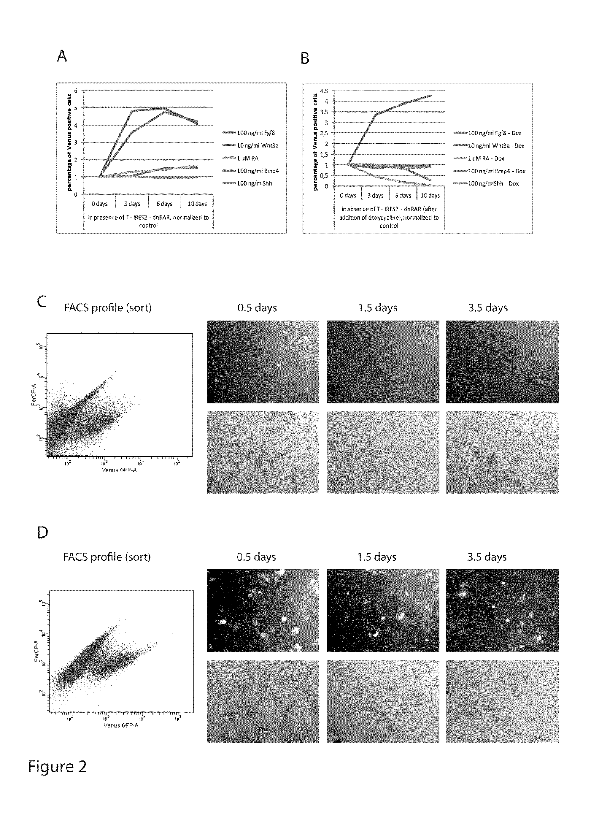 Induced presomitic mesoderm (IPSM) cells and their use