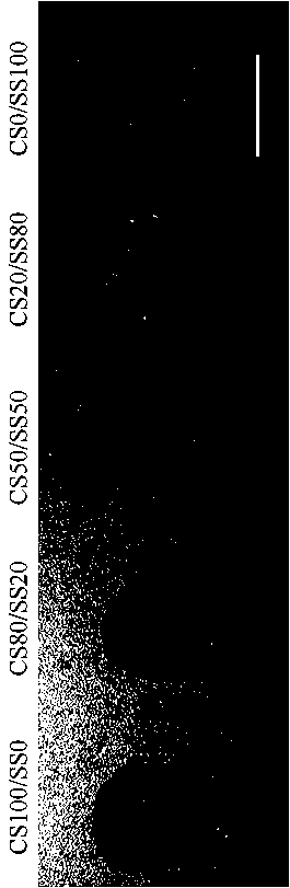 Chitosan-sericin composite bioscaffold and its preparation method and application