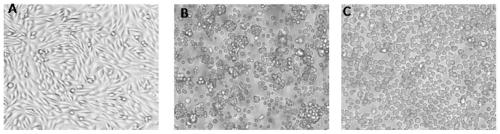 A modified cho cell and its use