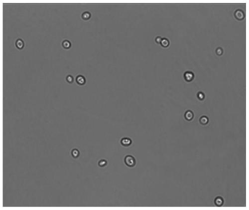 Temperature-tolerant yeast and separation method and application thereof