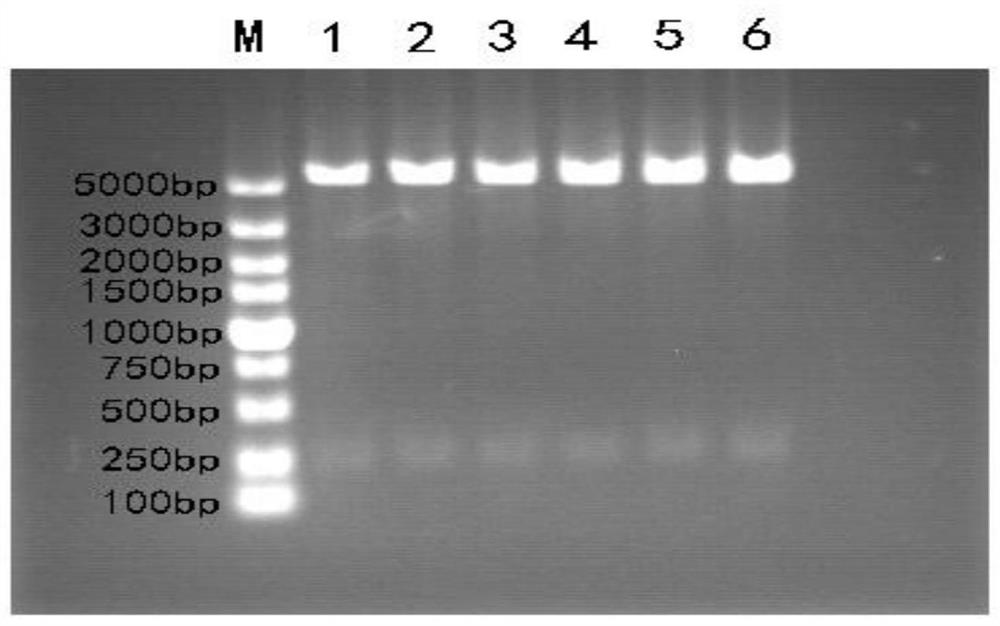 Antimicrobial peptide fusion protein and its preparation method and application
