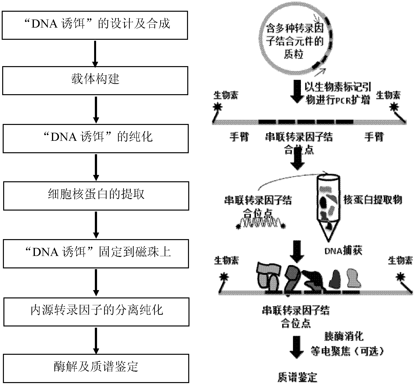 Method for enriching and separating endogenous transcription factors and compounds thereof and concatenated transcription factor response elements special for method