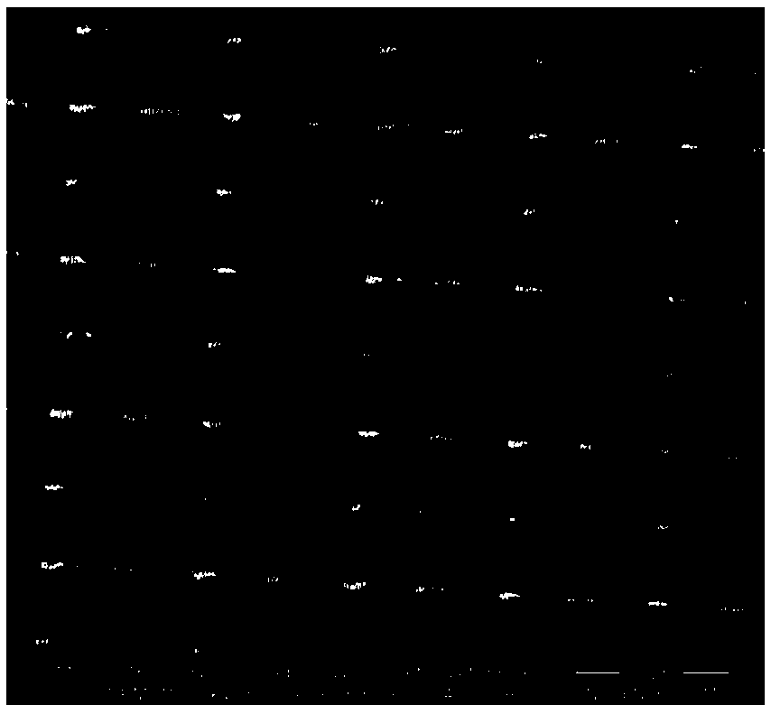 A preparation method of rare earth hexaboride field emission array