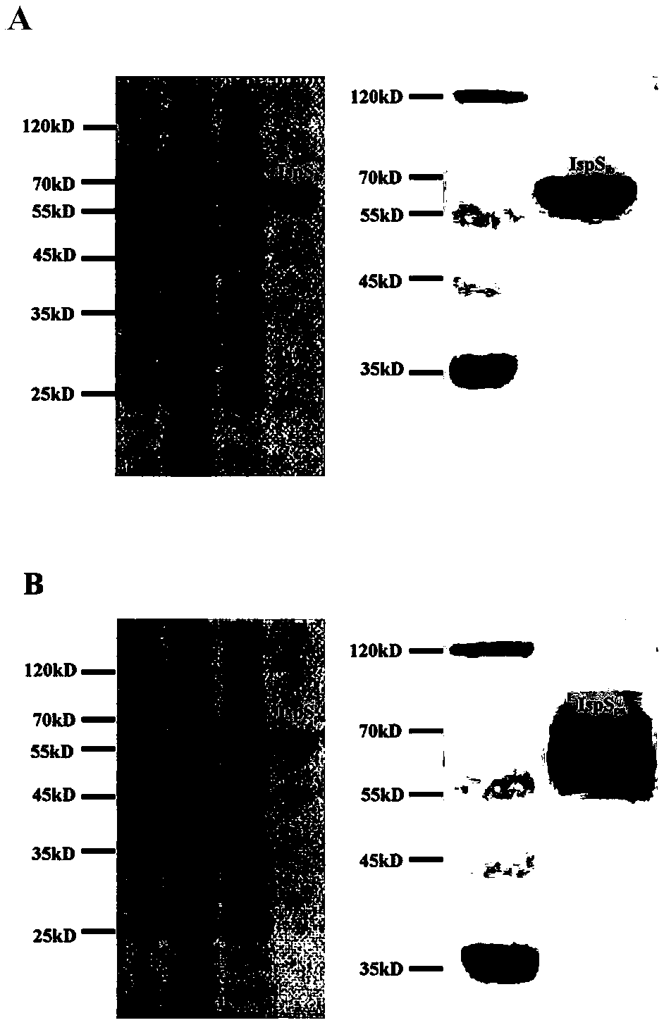 Isoprene synthase and coding gene thereof, expression vector, engineering bacteria and method for producing isoprene and application