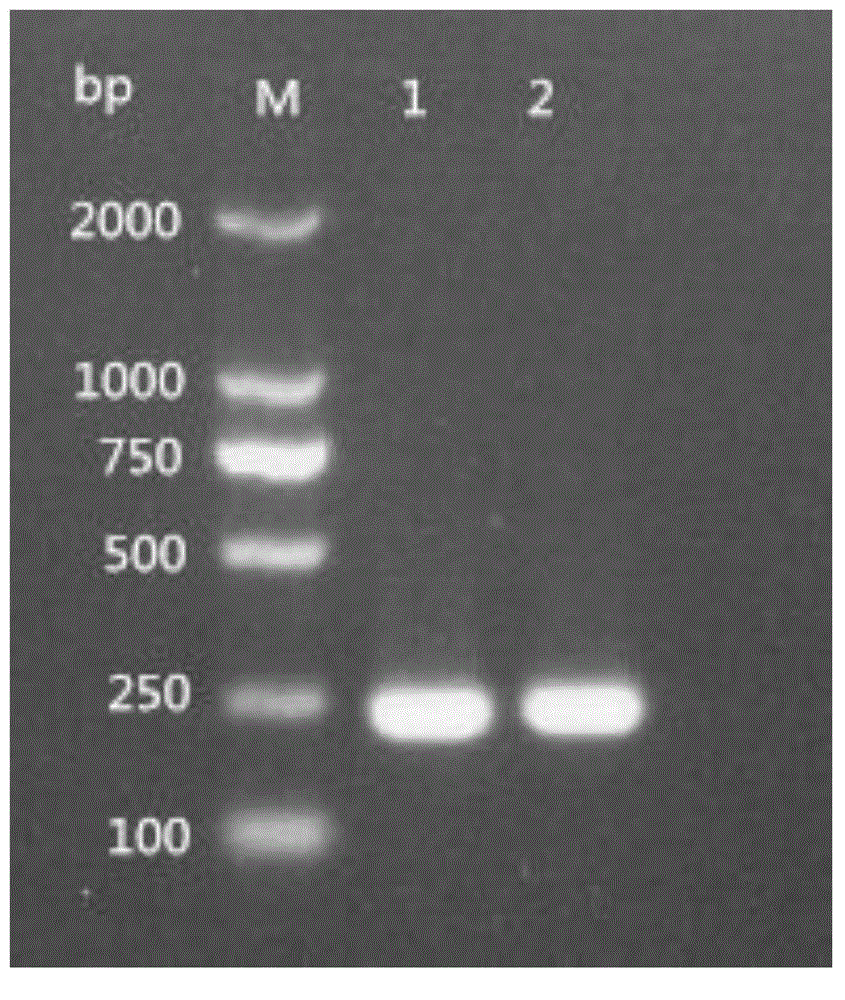 Multiplex PCR kit for simultaneously detecting four viruses carried by ruminants