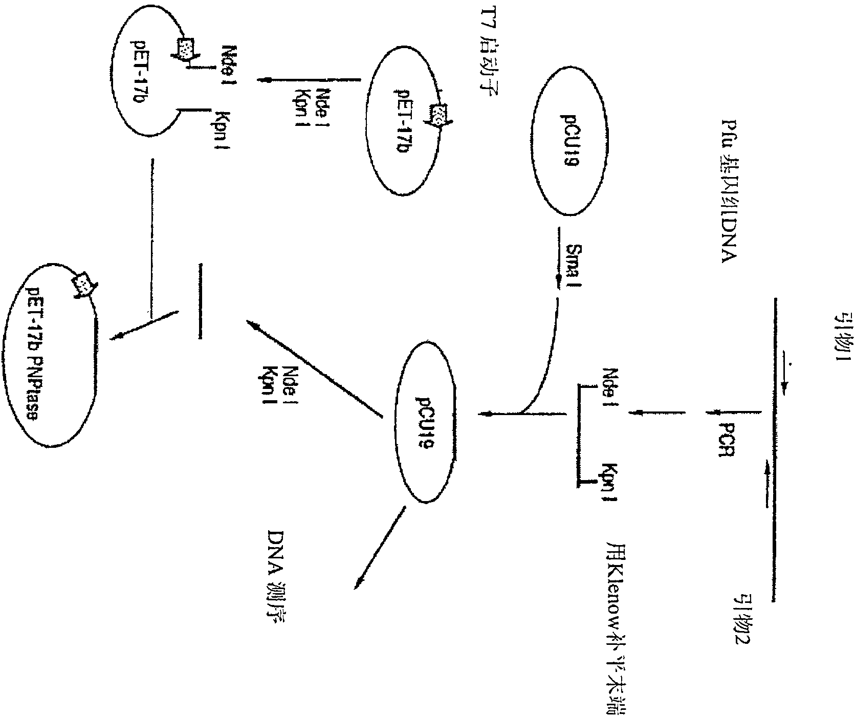 Method and compositions for improved polynucleotide synthesis