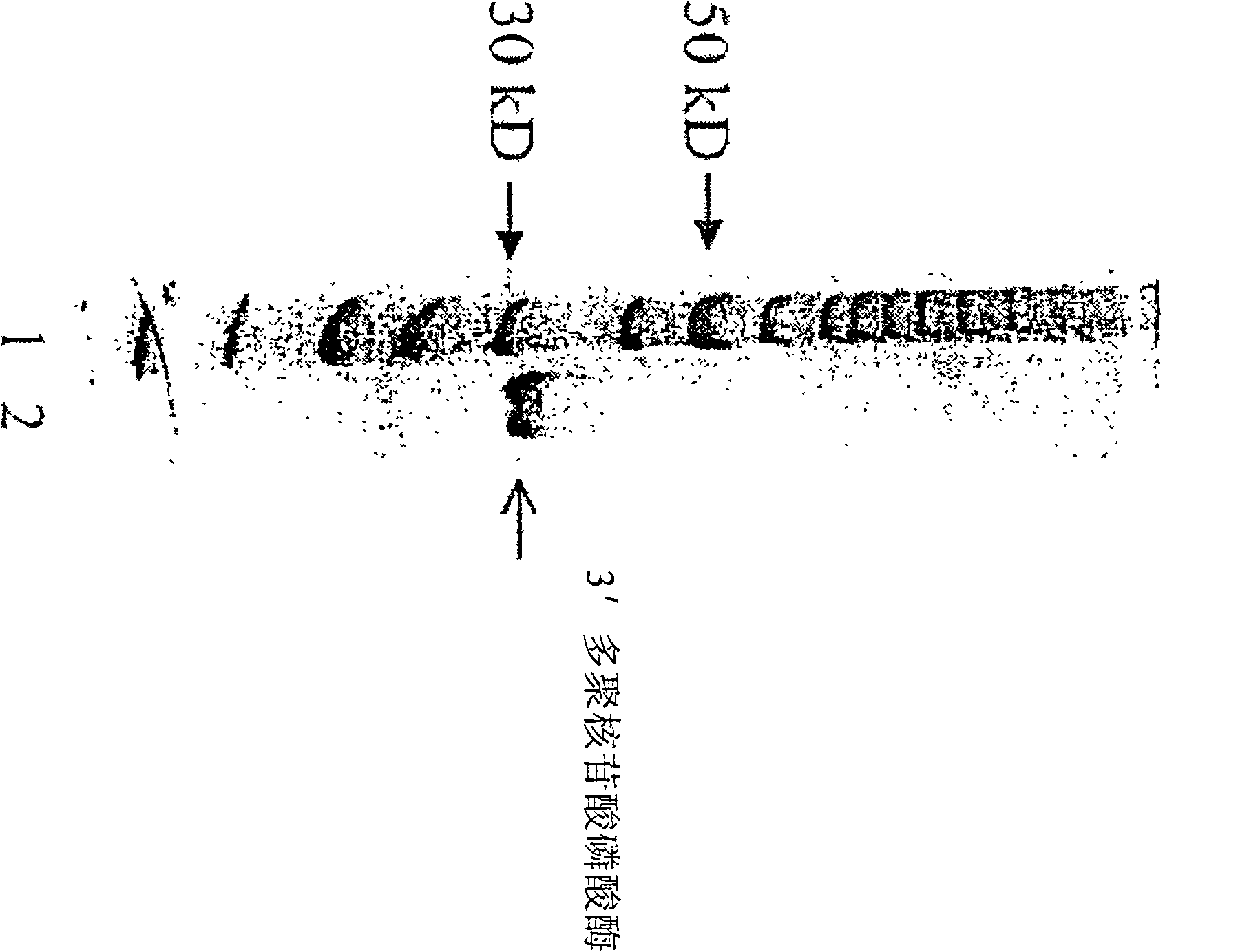 Method and compositions for improved polynucleotide synthesis