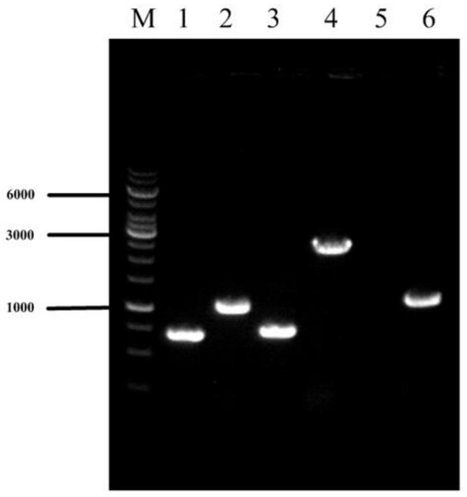 A genetically engineered bacterium with high yield of l-valine and its construction method and application