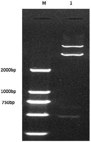 Fusion protein of infectious bursal disease virus, preparation method, application, expression system of fusion protein and vaccine comprising fusion protein
