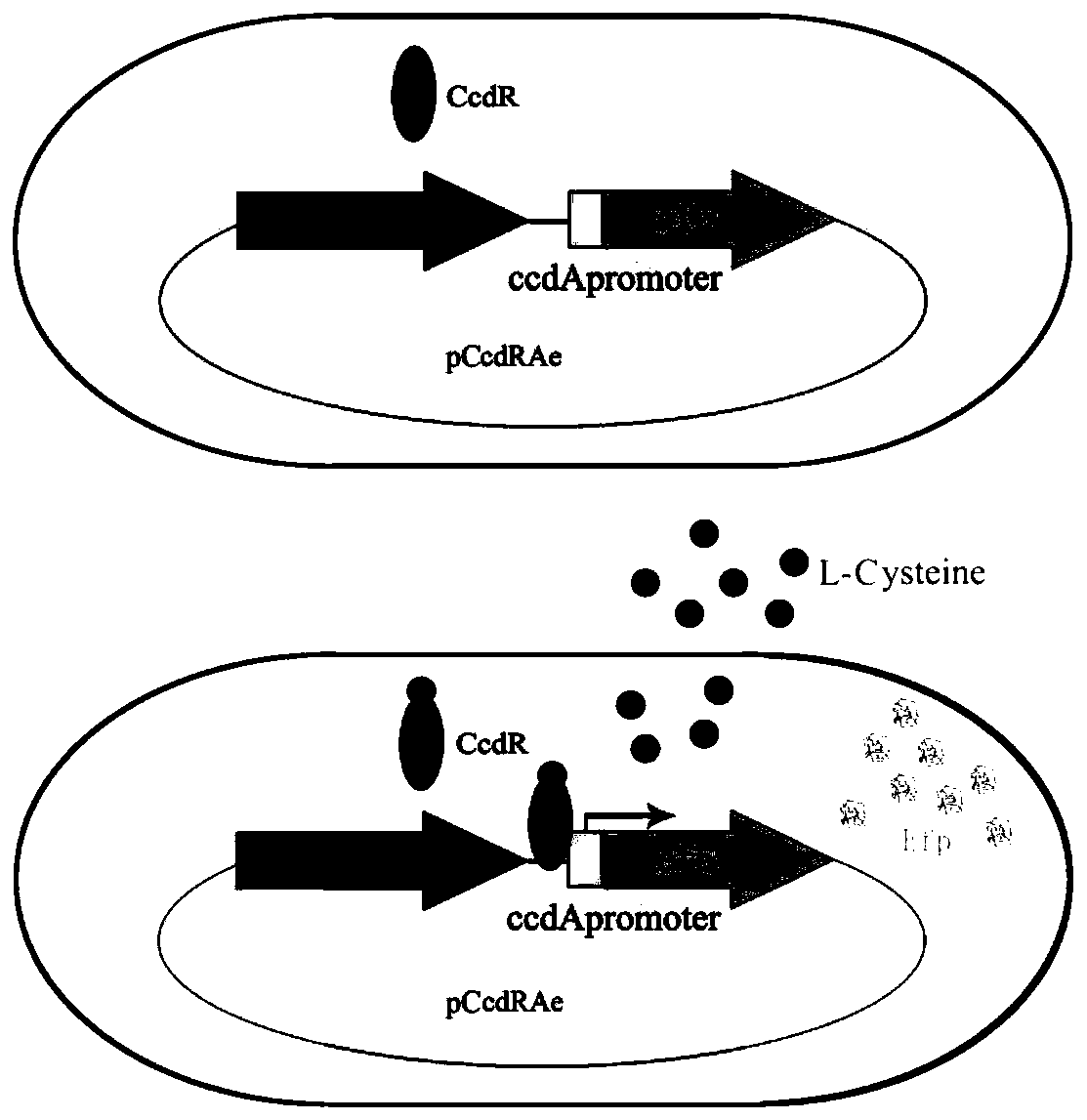 Construction and application of cysteine single-cell biosensor