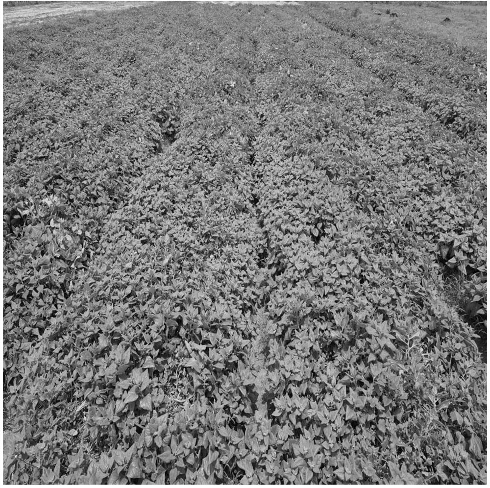 A method of growing New Zealand spinach in saline-alkali land