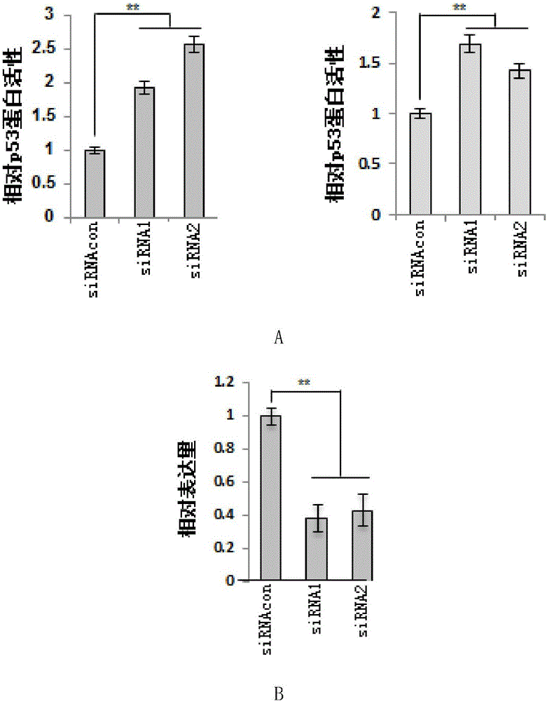 Application of ZNF383 protein in preparing product for inhibiting activity of p53 protein