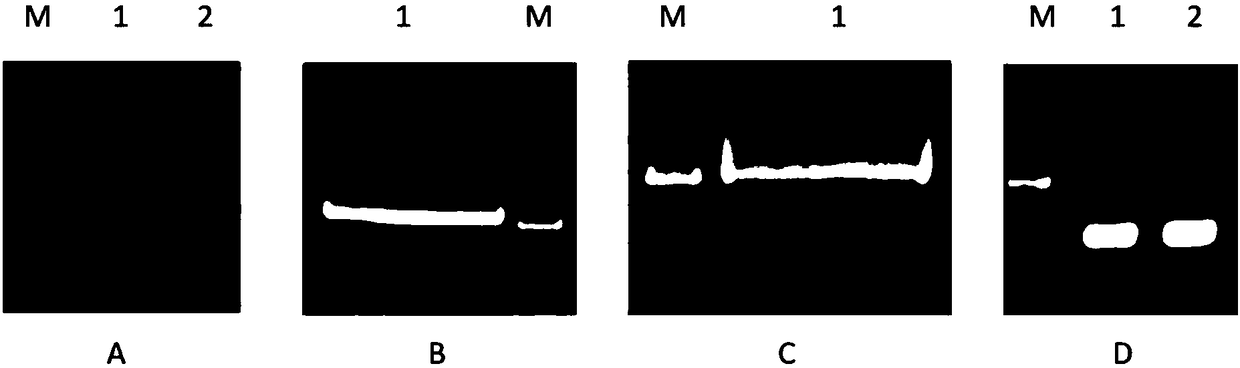 Marine microbial cryoprotein gene CSP, encoded protein and application thereof