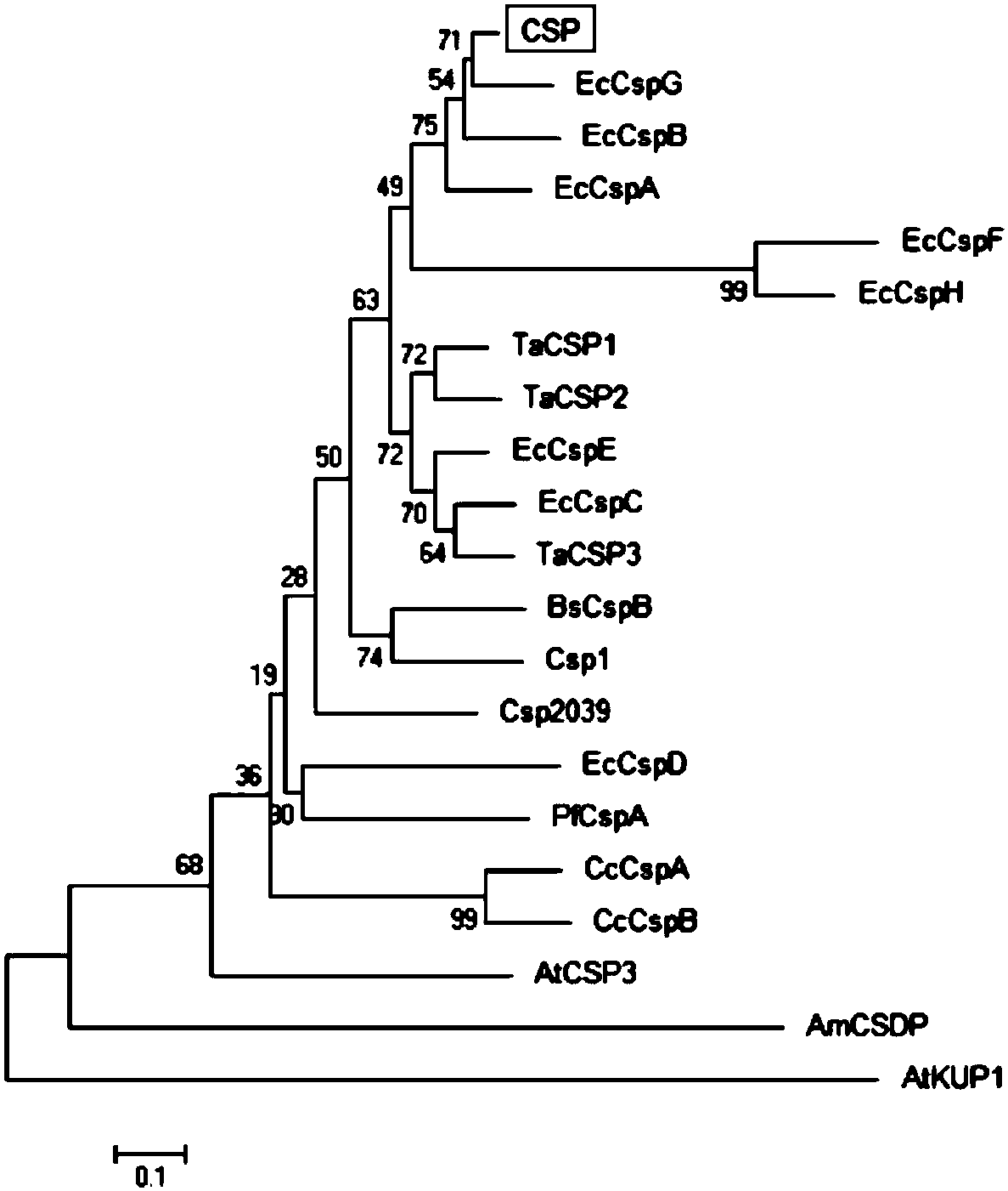 Marine microbial cryoprotein gene CSP, encoded protein and application thereof
