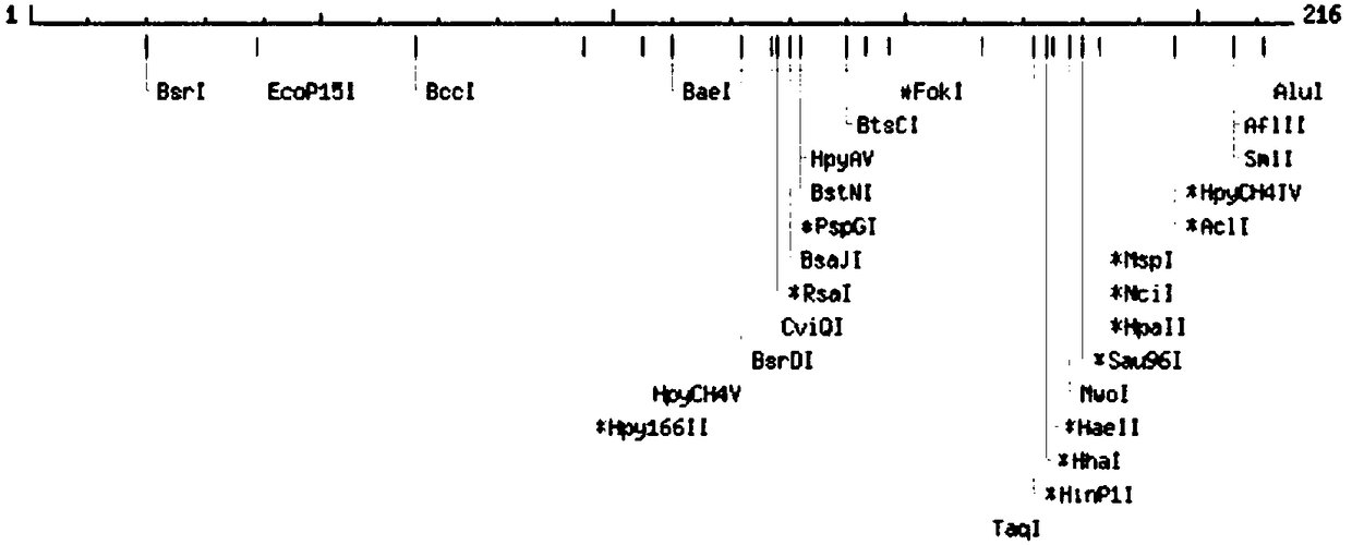 Marine microbial cryoprotein gene CSP, encoded protein and application thereof