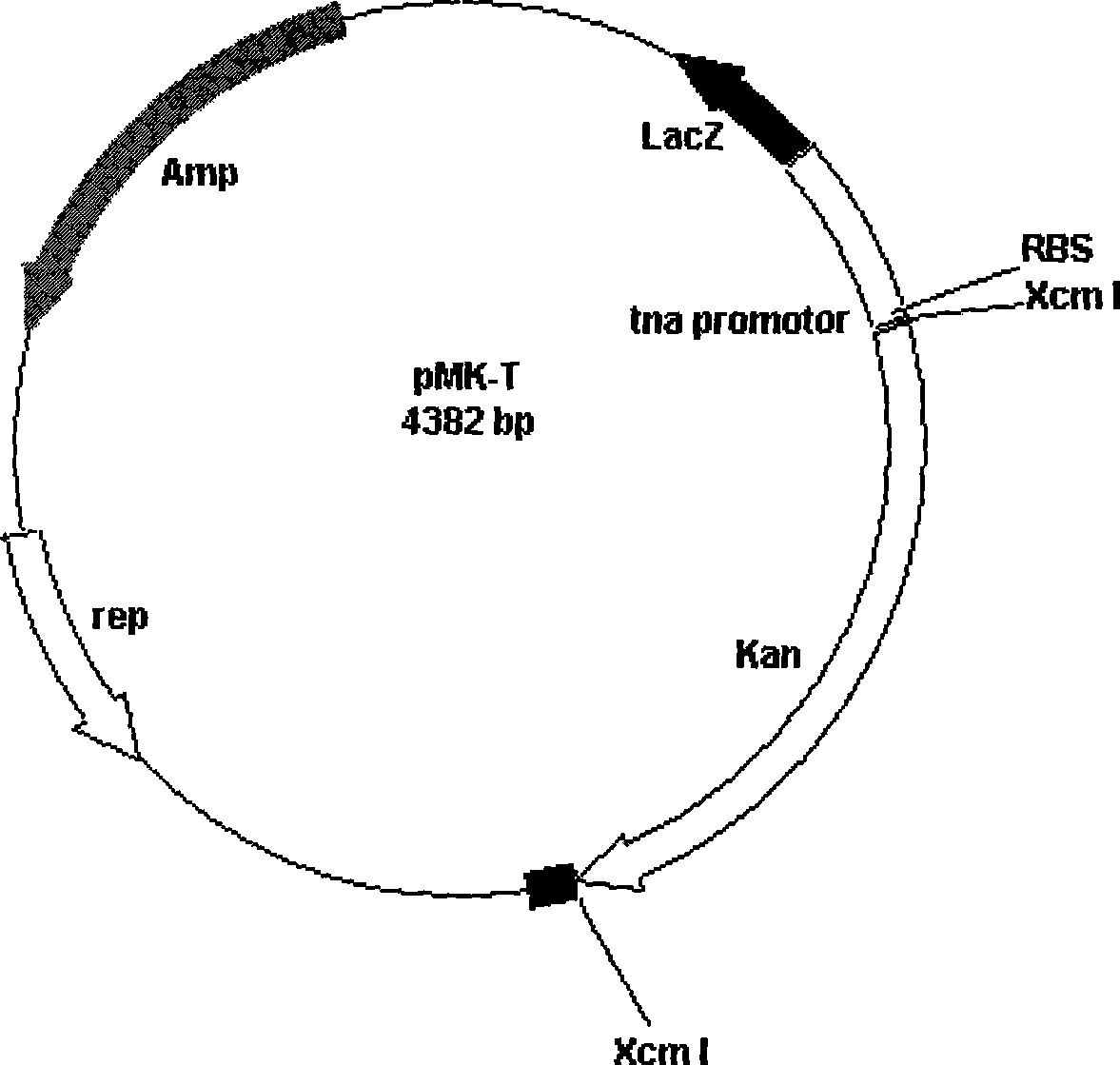 Expression type pre-T vector, preparation thereof and applications