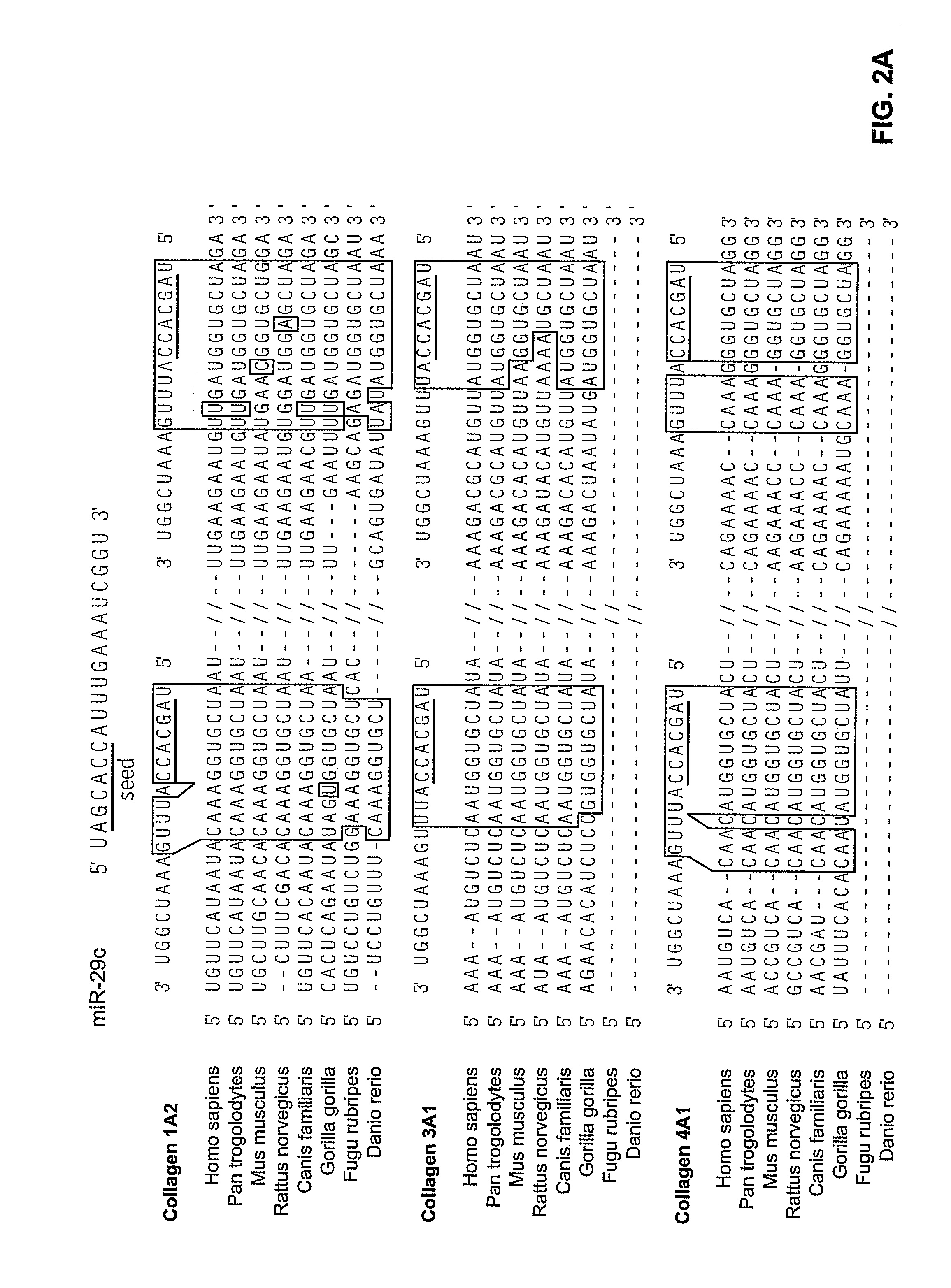 Reagents and Methods for miRNA Expression Analysis and Identification of Cancer Biomarkers