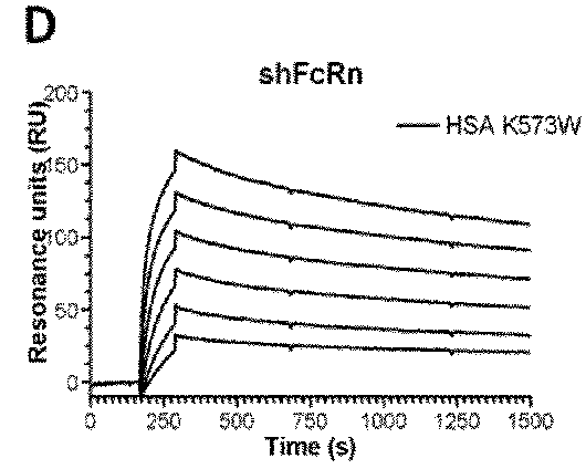 Pharmacokinetic animal model