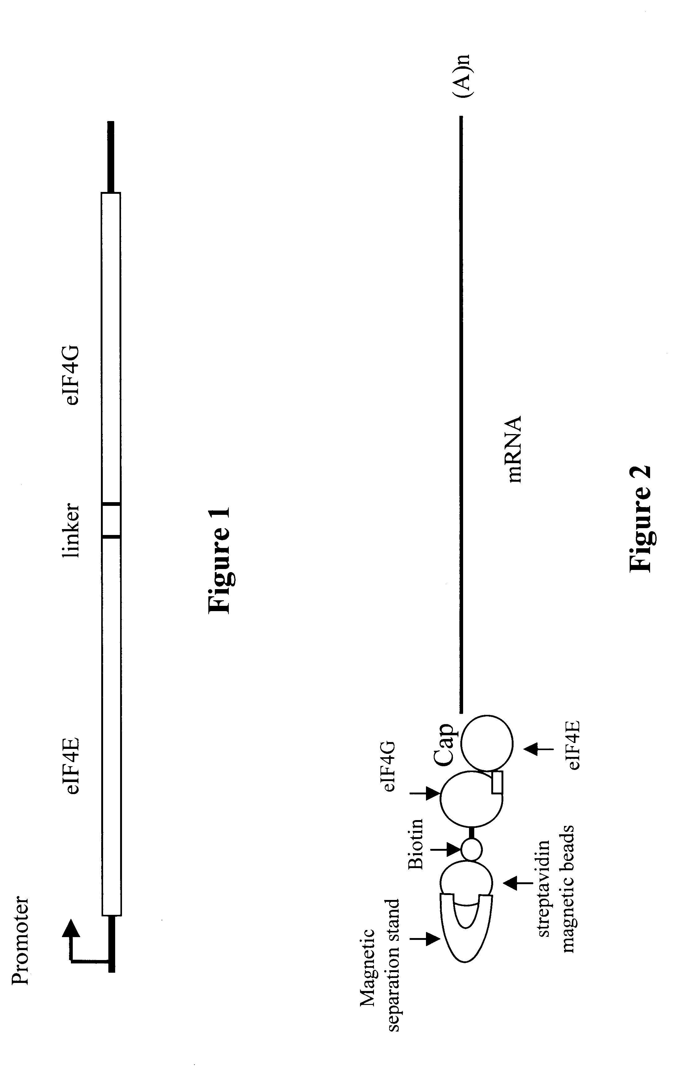 Methods and compositions for producing full length cDNA libraries