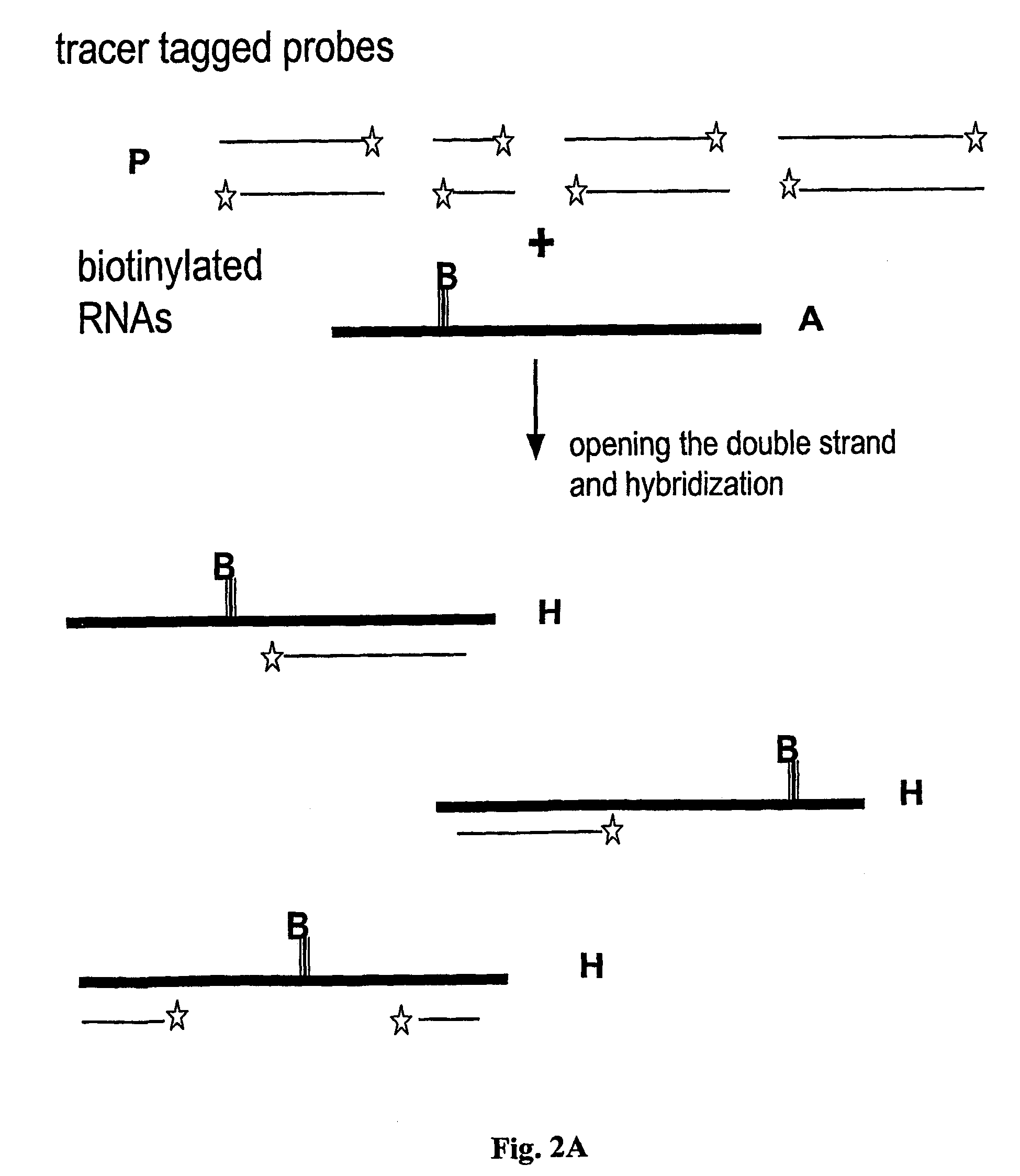 Method and test kit for quantitative determination of polynucleotides in a mixture