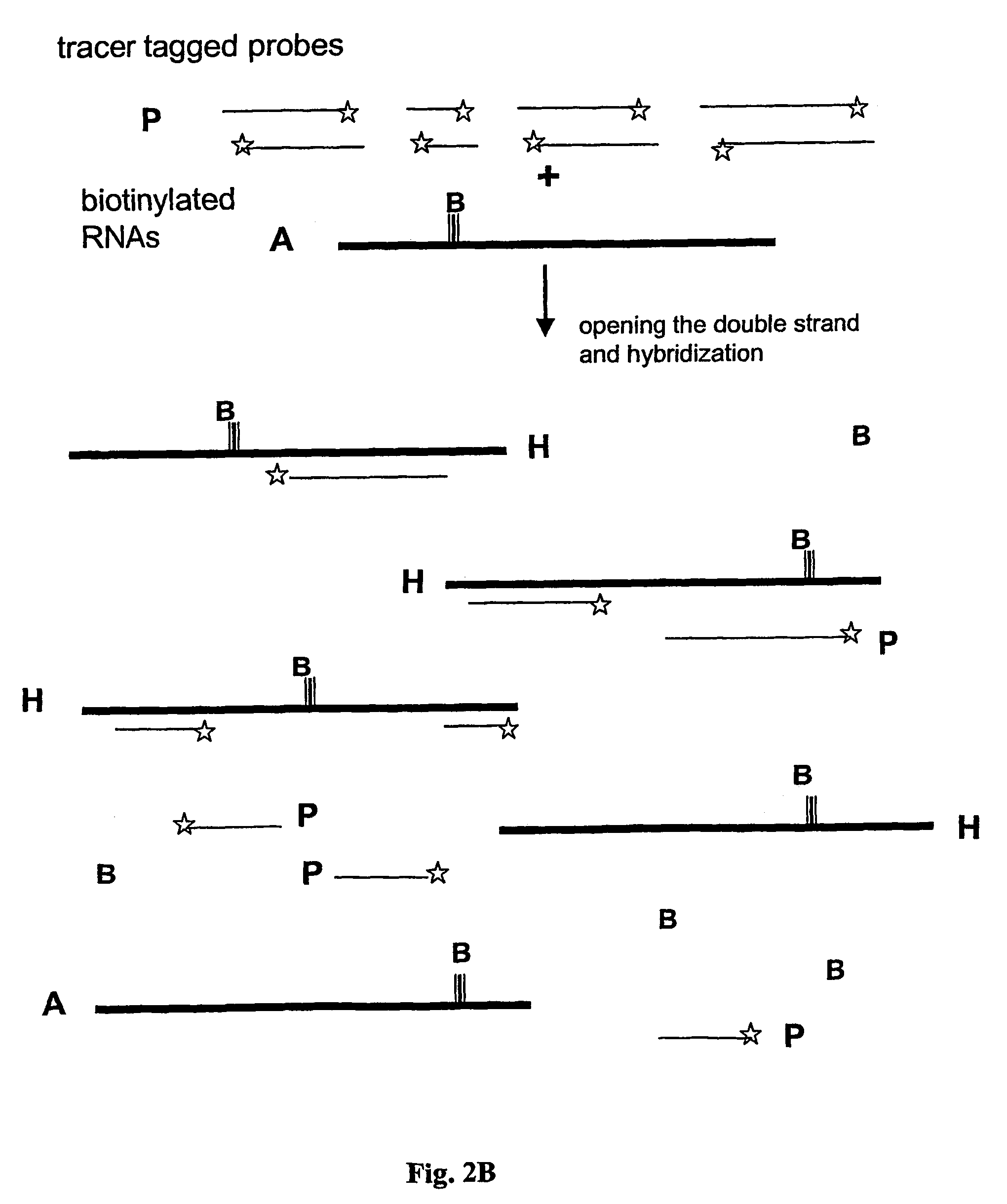 Method and test kit for quantitative determination of polynucleotides in a mixture
