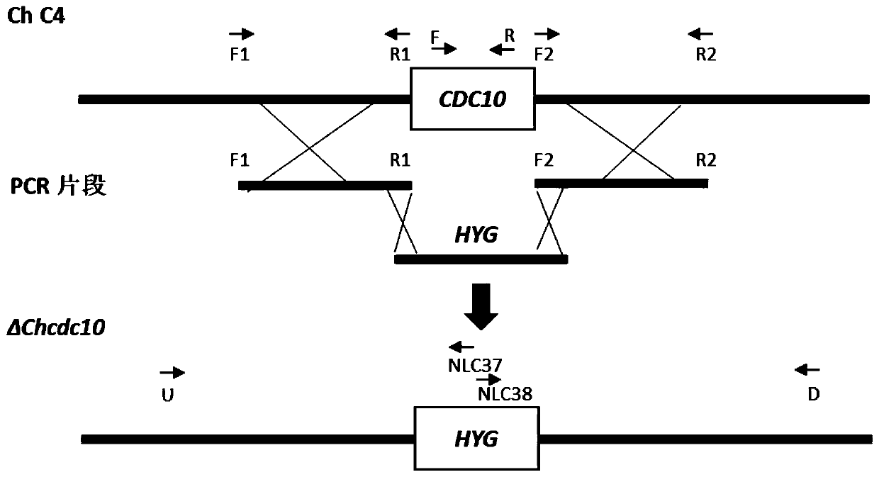 Cochliobolus heterostrophus ChCDC10 gene and application thereof