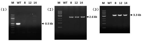 Cochliobolus heterostrophus ChCDC10 gene and application thereof