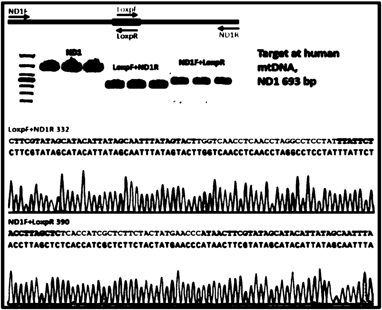 Kit and method using mito-CRISPR/Cas9 system for knocking out DNA of abnormal mitochondria