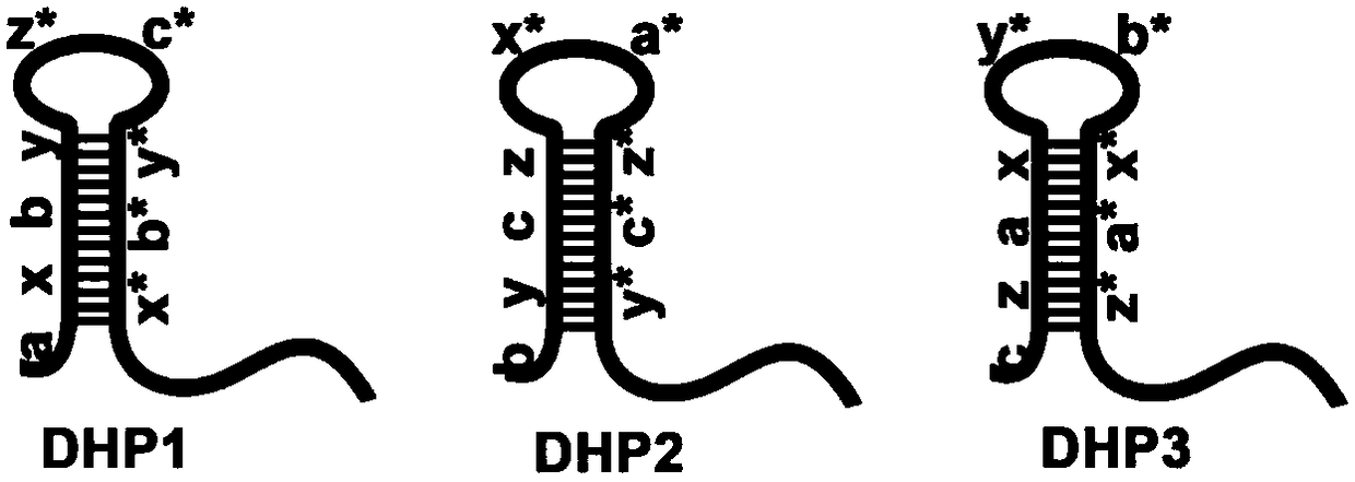 A kind of diblock molecular probe and its rapid detection method for nucleic acid