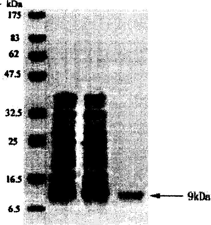 Polypeptide-human HADH dehydrogenase substructured protein I-9.25 and polynucleotide for encoding polypeptide