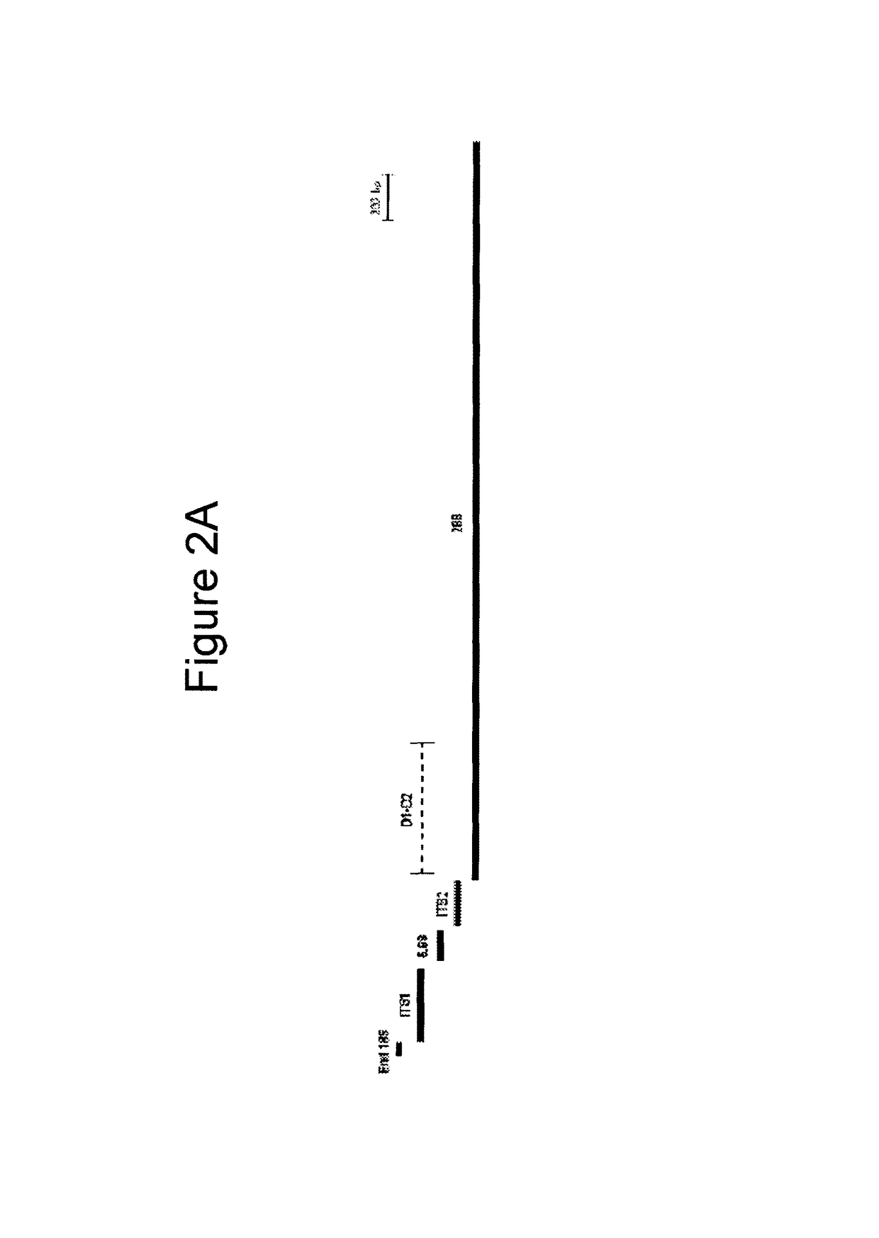 Broad range PCR-based compositions and methods for the detection and identification of fungal pathogens