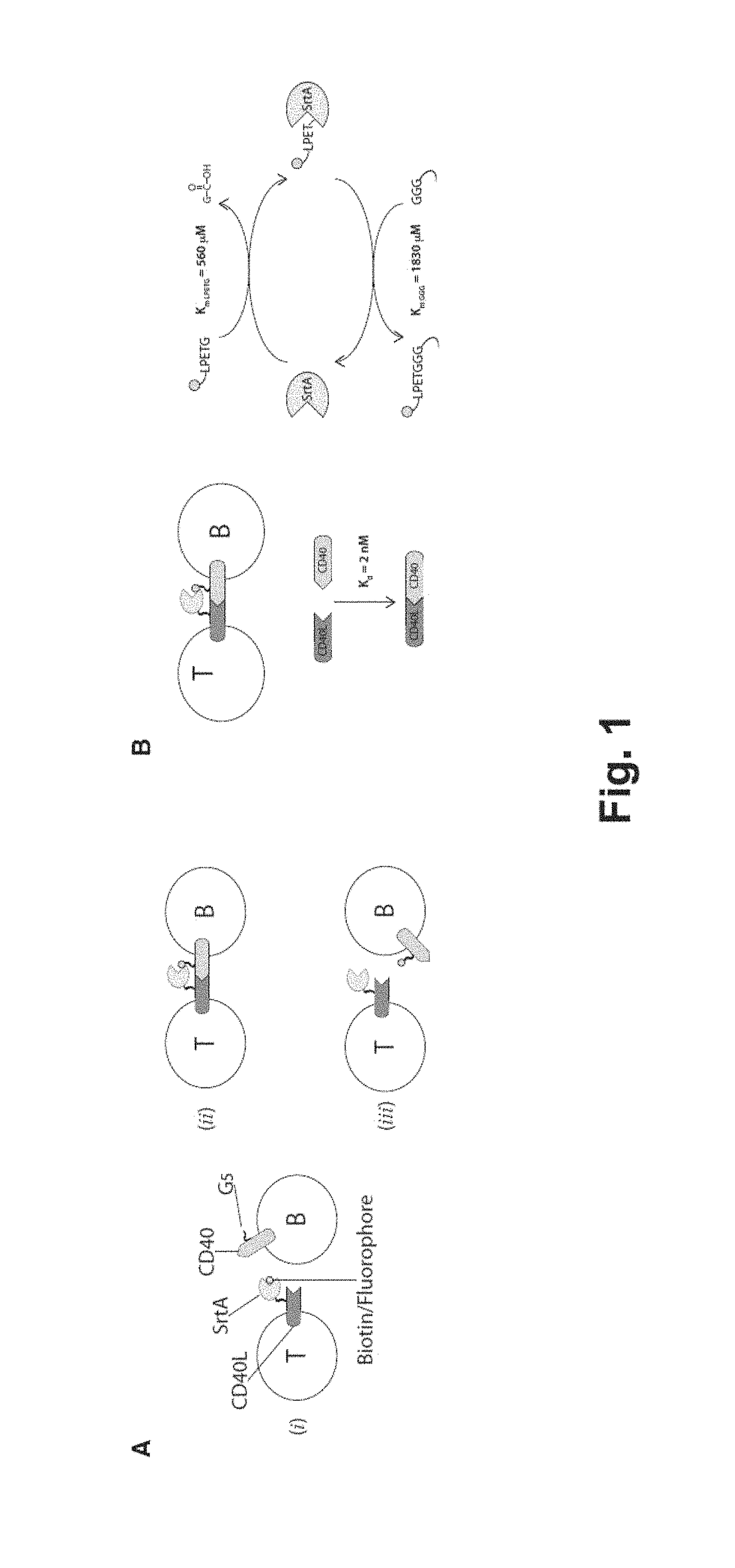 Intercellular labeling of ligand-receptor interactions