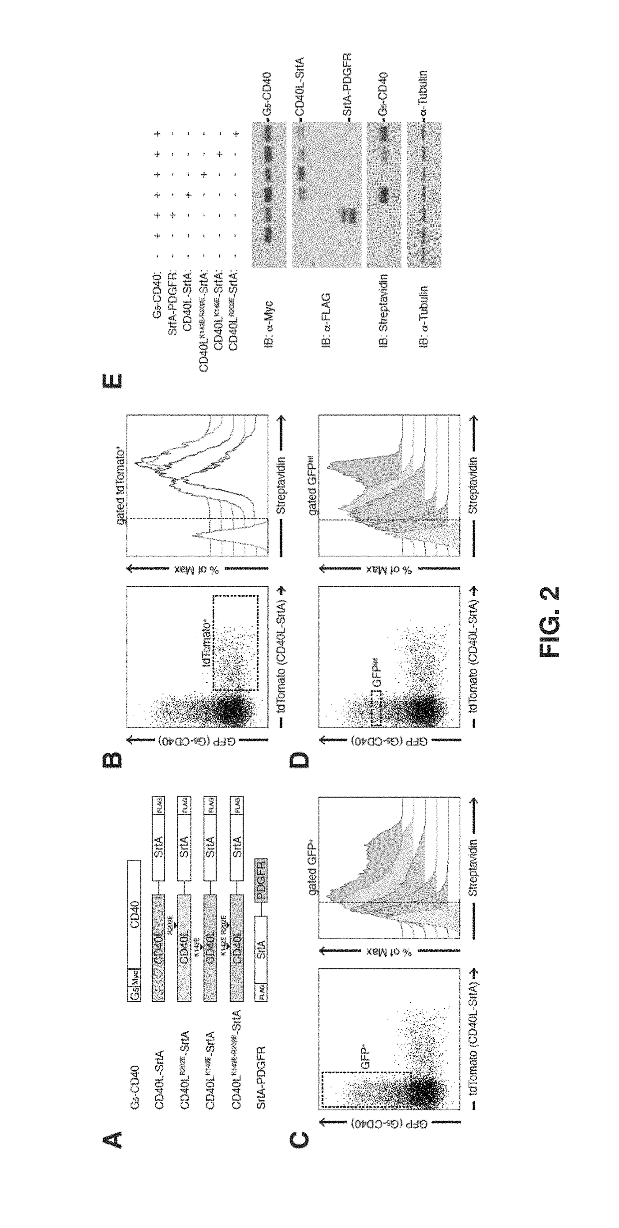 Intercellular labeling of ligand-receptor interactions