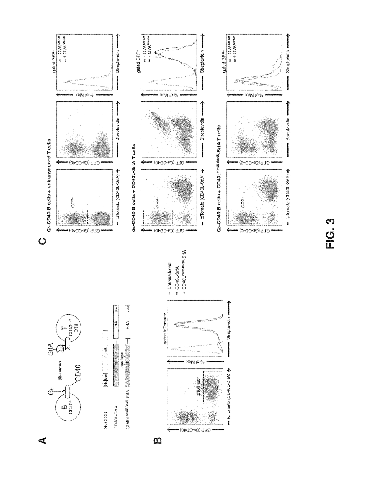 Intercellular labeling of ligand-receptor interactions