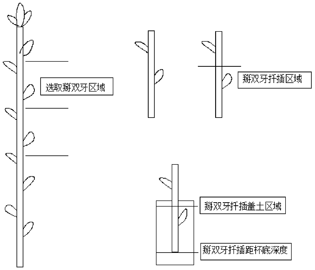 Hong locust tree cutting seedling-raising method implemented by breaking dual buds off