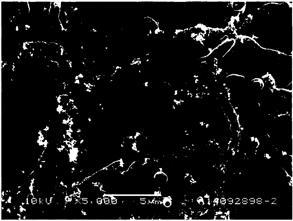 Constitutive 1,4-dioxane-degrading bacterium