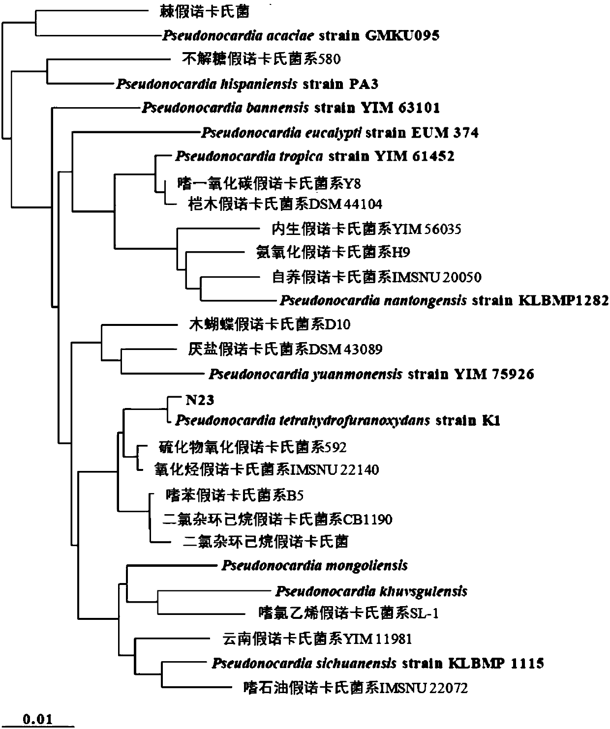 Constitutive 1,4-dioxane-degrading bacterium