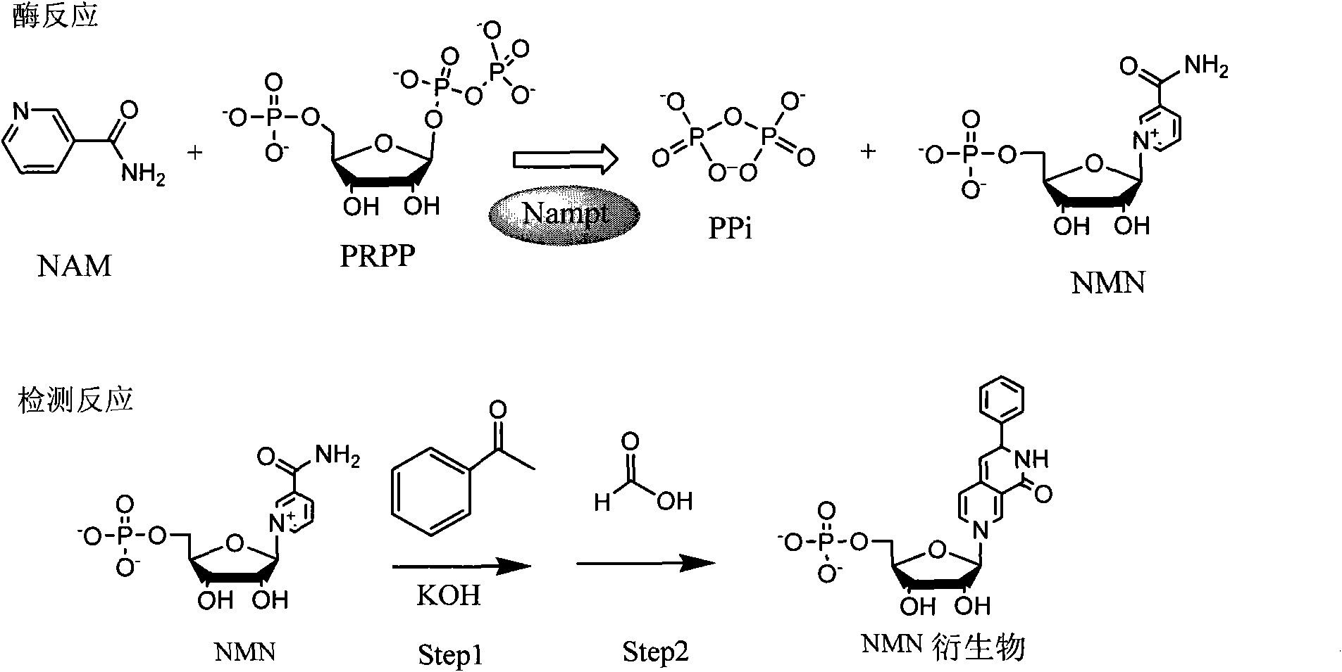 Method and kit for determining nicotinamide phosphoribosyl transferase (Nampt) activity