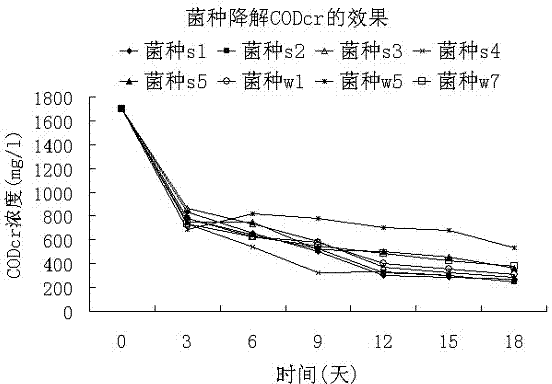 Application of compound microorganism bacterium agent in treatment of petrochemical sewage and sludge