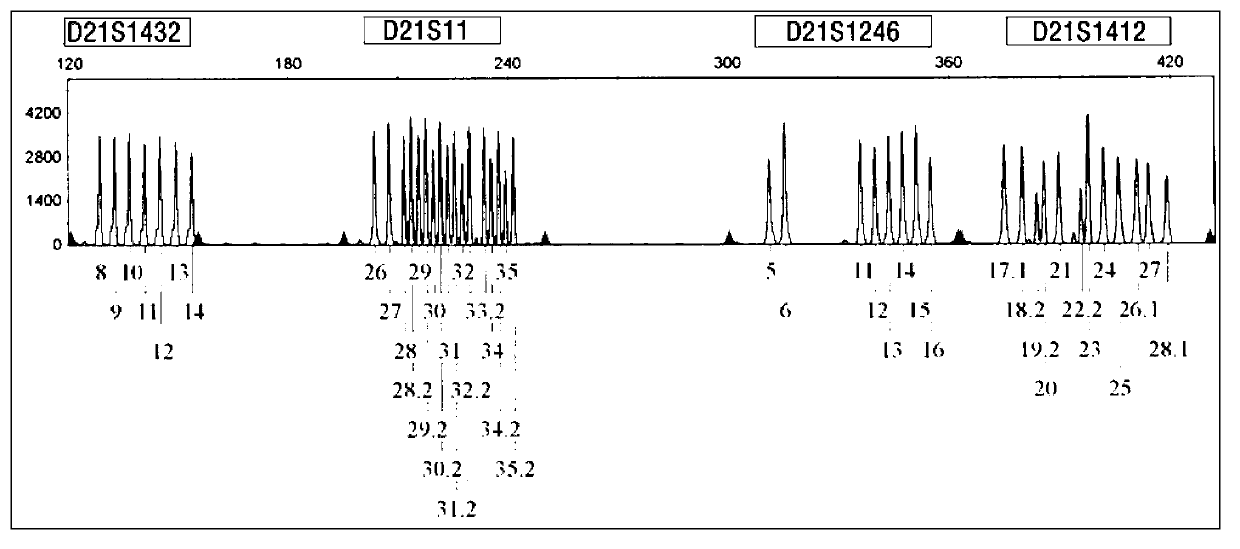 Kit for detecting genotype of human chromosome 21 STR (short tandem repeat)