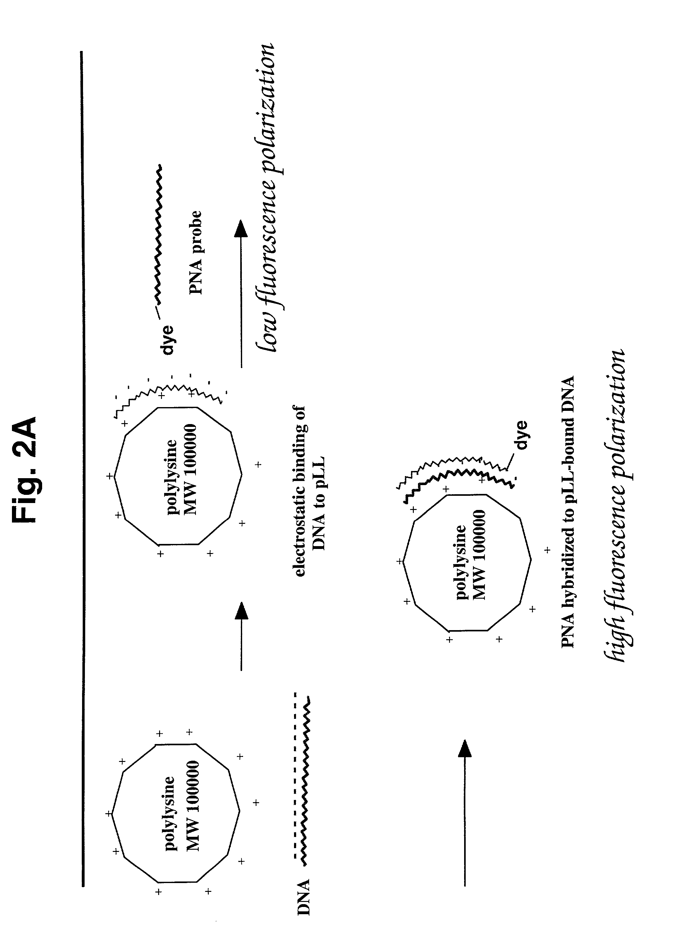 Detection of nucleic acid hybridization by fluorescence polarization