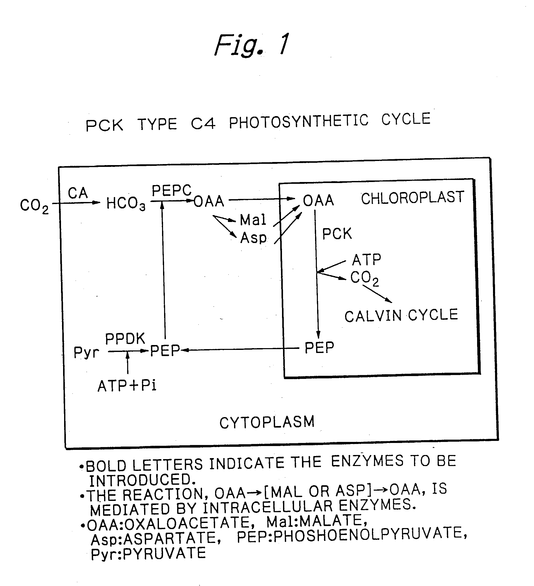 PCK-type C4 cycle