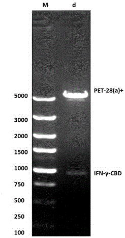 Fusion protein containing collagen binding structure domain